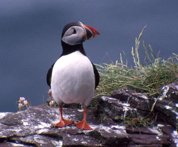 Puffin